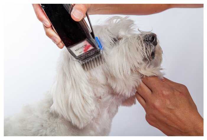 Как выбрать машинку для стрижки собак в домашних условиях, простые или профессиональную, роторную или механическую